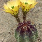 Echinocereus subinermis ochoterenaus -023.jpg